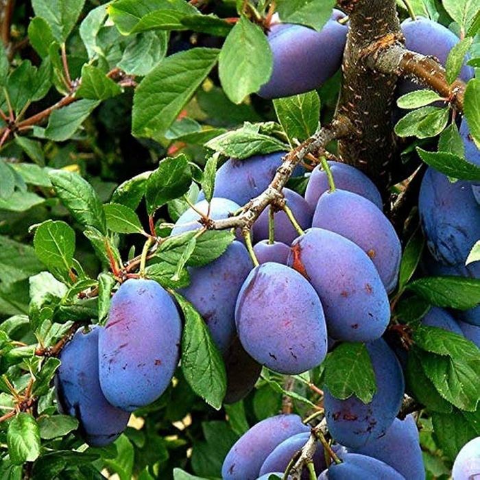 Vând Prune de piață și țuică