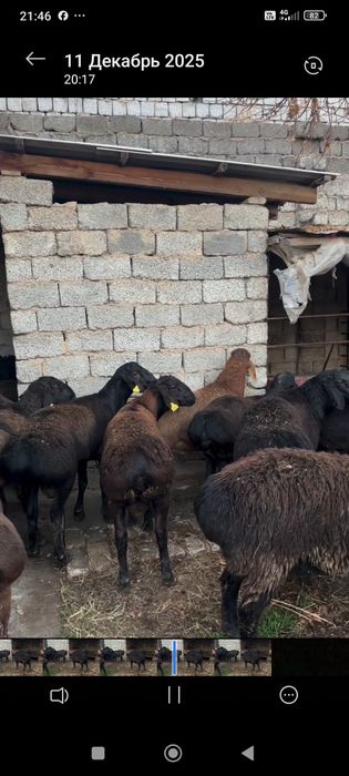 Кузи кучкорла сотилади