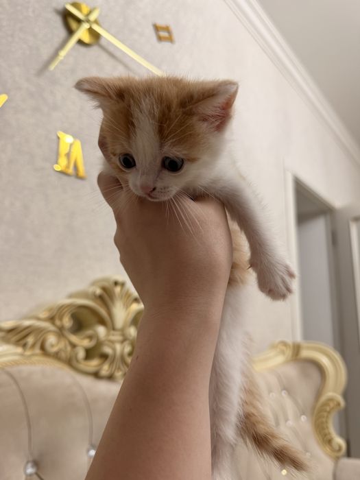 Бронь вислоухие котята