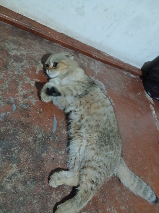 Seriybrstiy shinshila sotiladi qoni toza mushuk