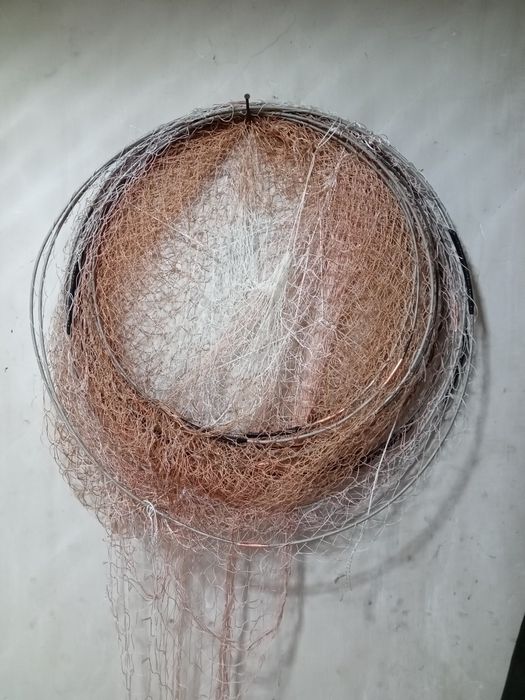 Рыба карась, ротан