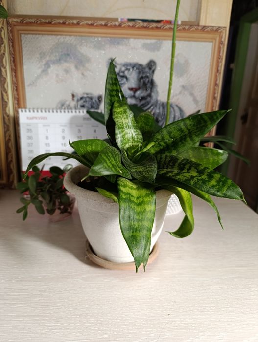 Сансевиерия Ханни