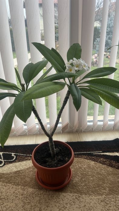 Плумерия/ Plumeria tree