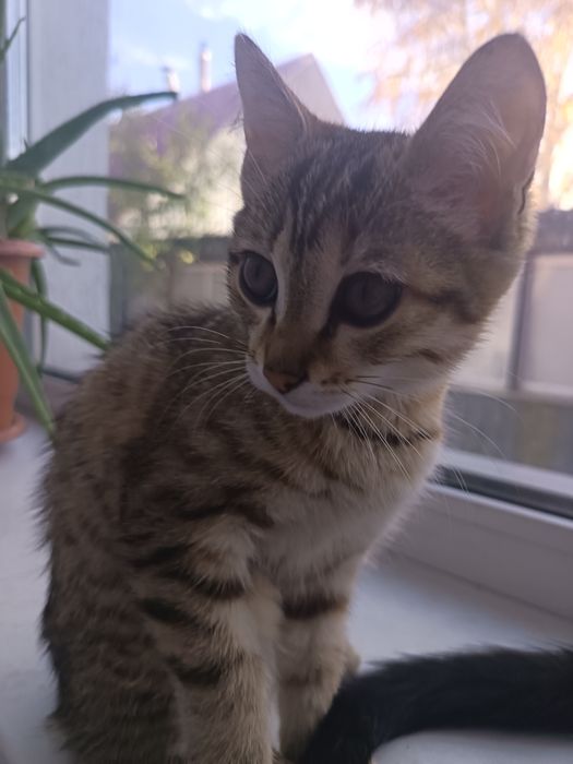 Котята красивенькие