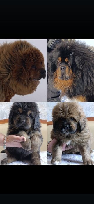 Щенки Тибетский Мастиф