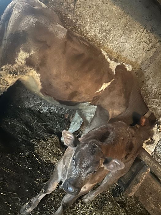 Vaca bălțata românească cu vitica nelgian