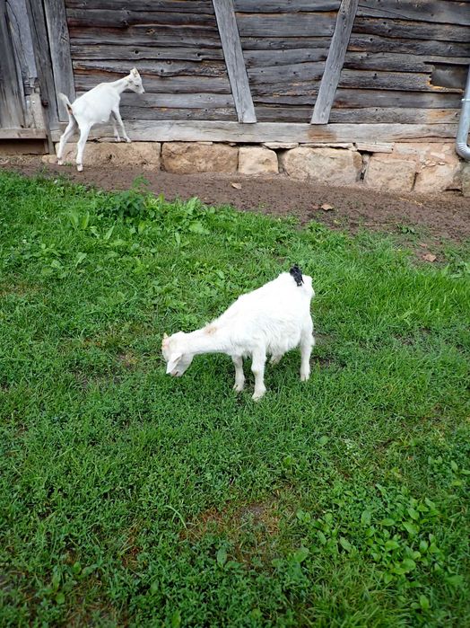 Saanen iezi (masculi) si ieduțe (femele)