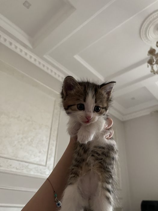 Котята шотландские вислоухие