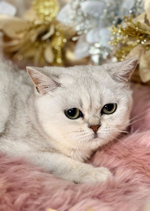 Котята с документами