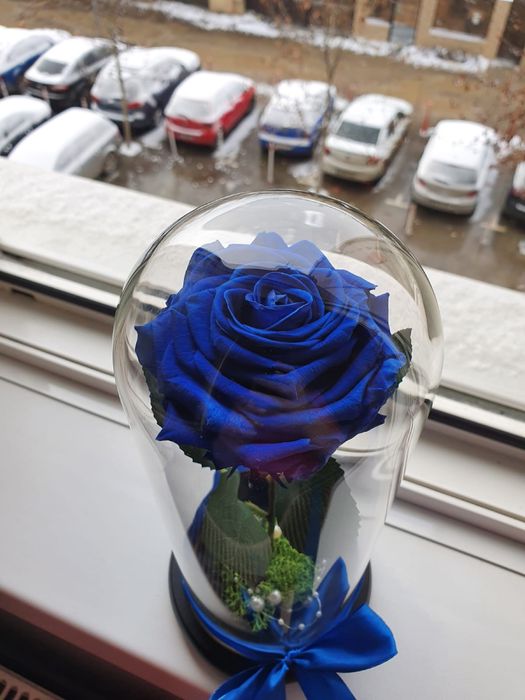 Cupola de sticla cu trandafir conservat albastru regal 25 cm 150 lei