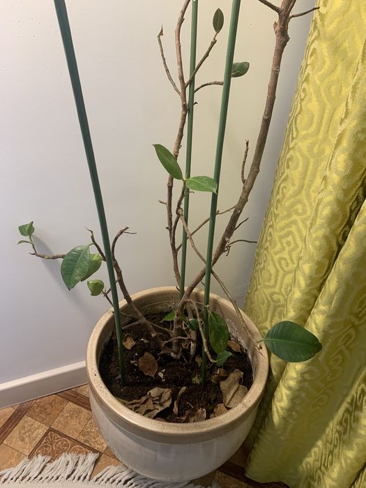 Комнатные растение