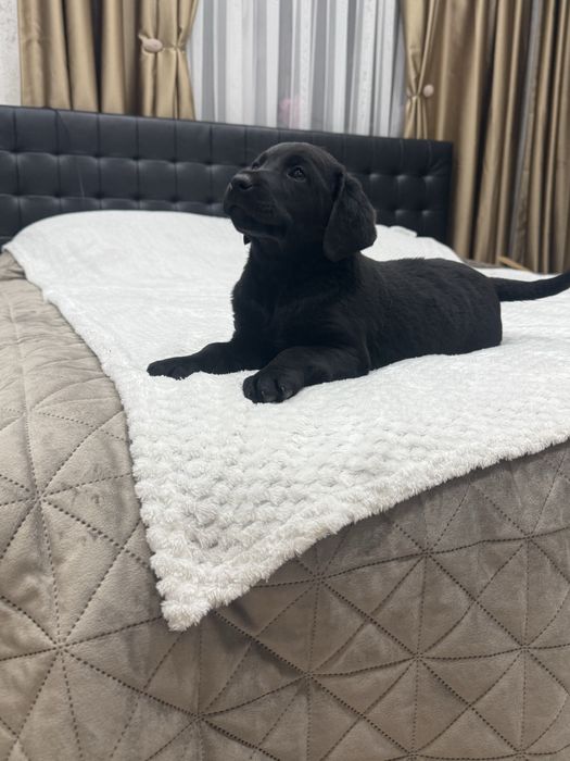 Чистокръвни Лабрадор Ретривар: