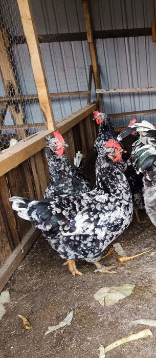 Ouă incubat găini pita pinta bobat