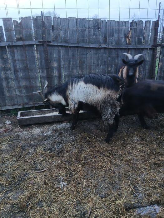 Vând iezi, cârlani