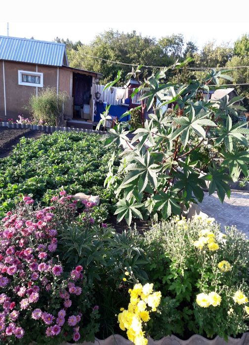 Дачу в обществе Гудок