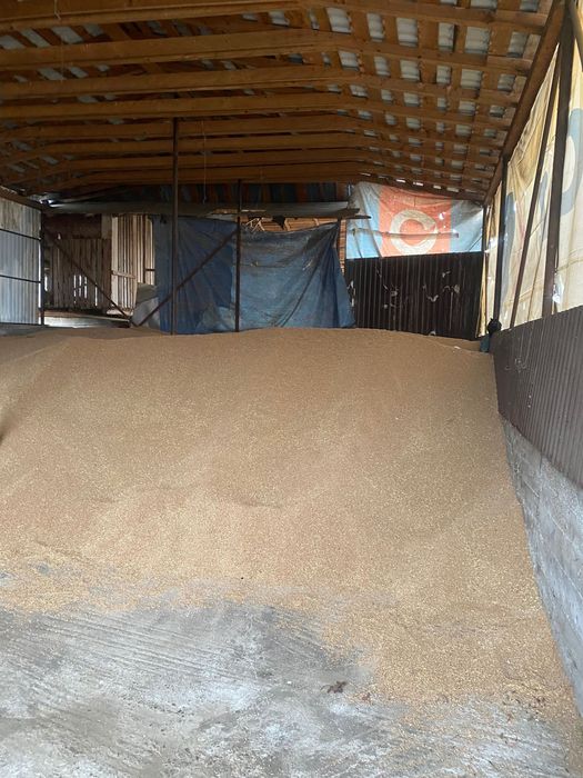 Vând grâu și porumb 0,90 lei kg