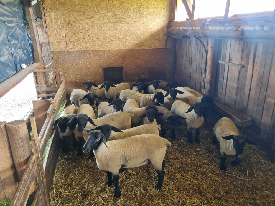 Berbecuți și mieluțe Suffolk