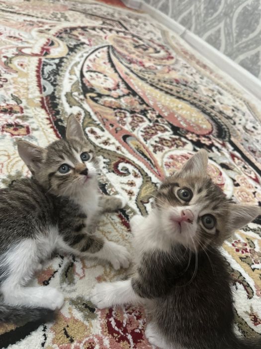 Котята Бесплатно