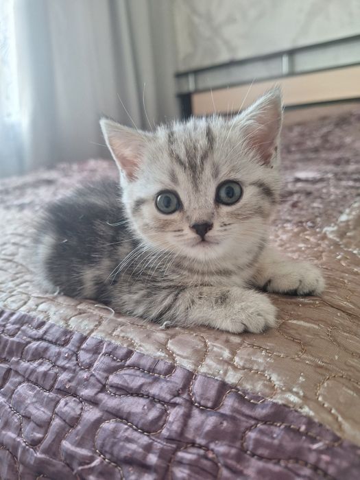 Продаются котята
