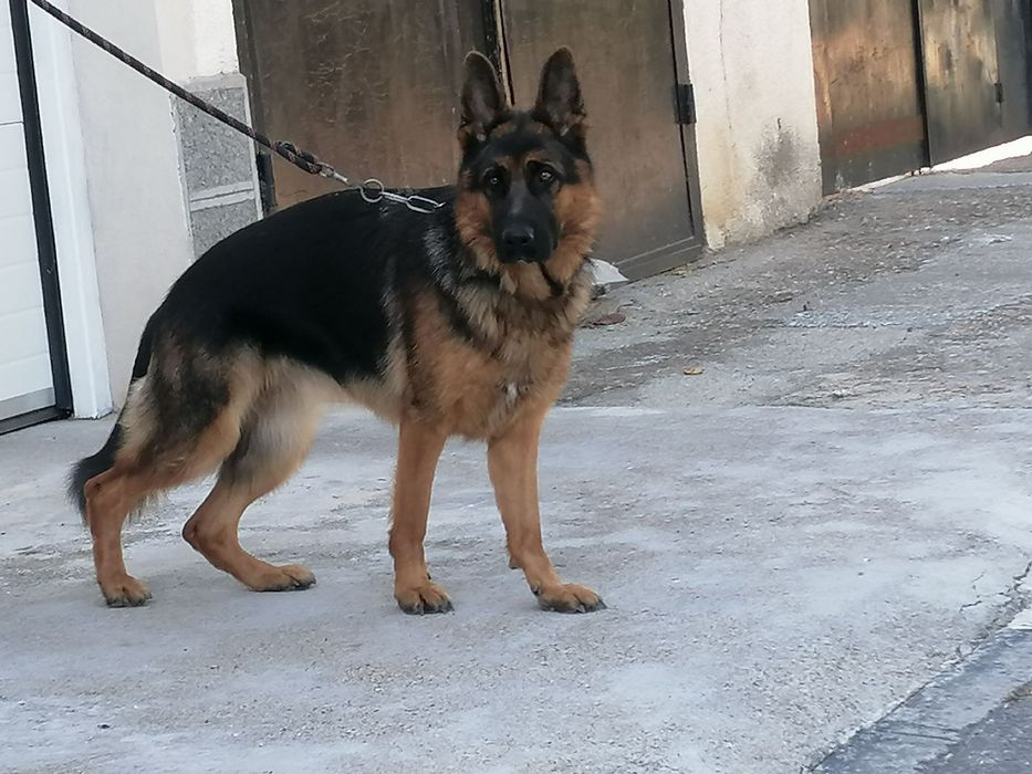 Малки немски овчарки