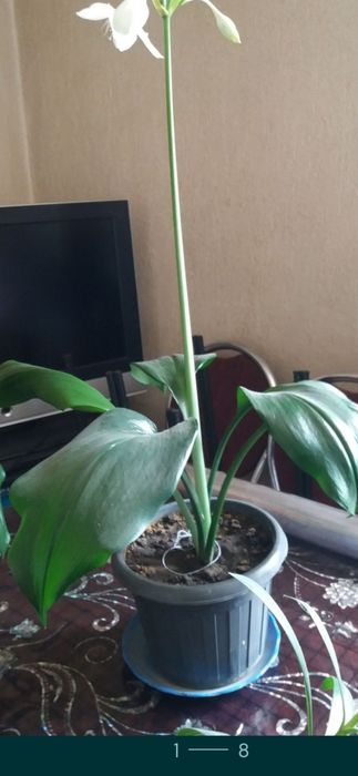 Лилия  амазонская