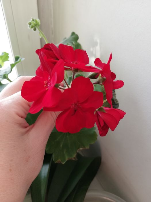 Распродажа пеларгонии