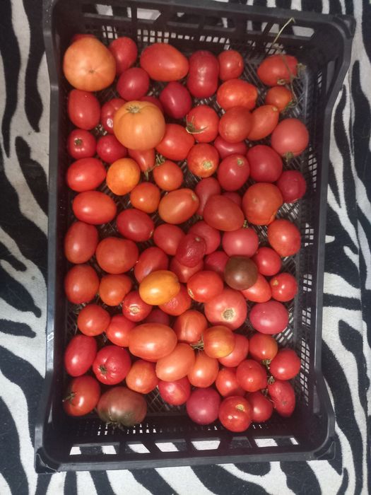Продам домашние помидоры