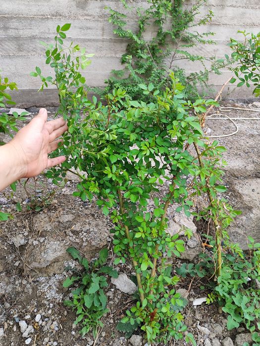 Плетистая Роза  розового цвета