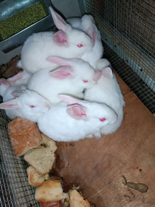 Quyon bolalari sotuvda zoti hikol