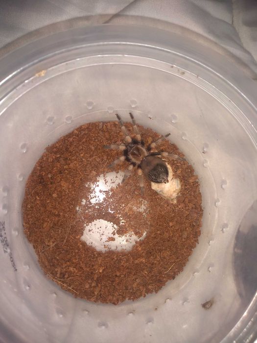 Тарантула Tarantula