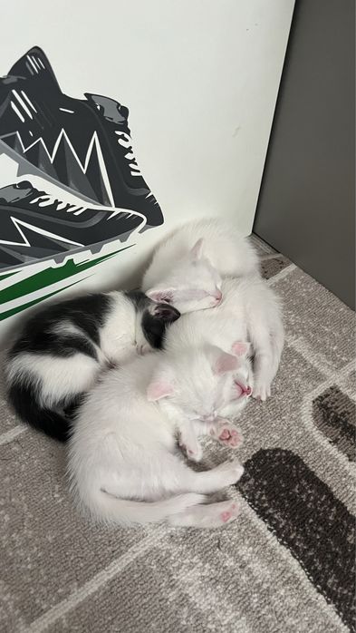 Породистые кошки