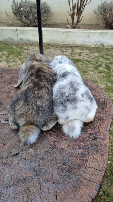 Vând pereche berbec german