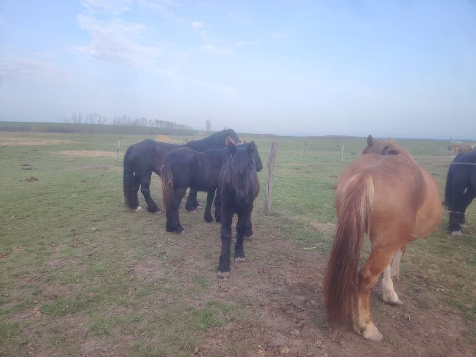 Manze negre din părinți de rasa