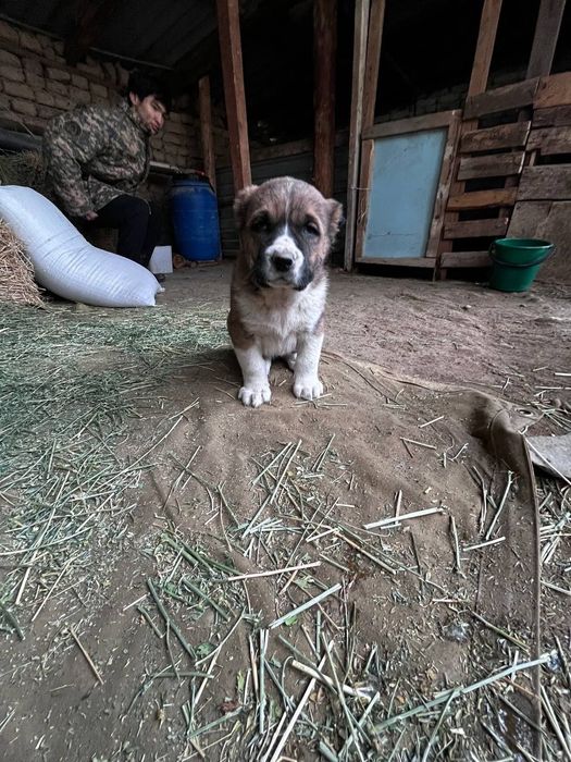 Алабай щенки.   .