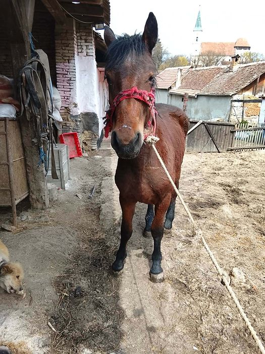 Vând mânză 2 ani preț 42 de milioane