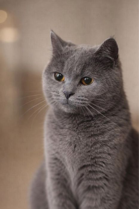 Mushuk Sotiladi. Продаеться Кот.