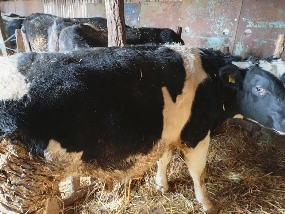 De vânzare 5 tăurași