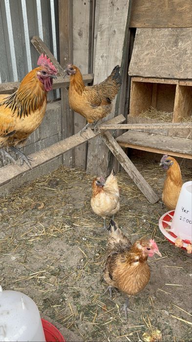 Лакиданзи куры петушок