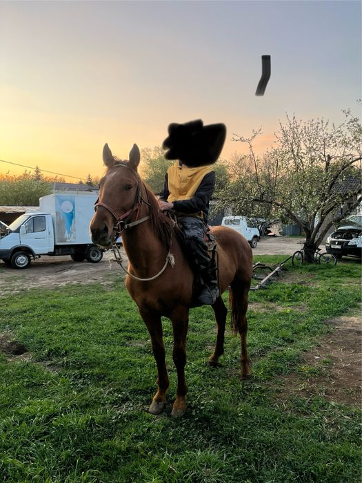 Кровленый донен