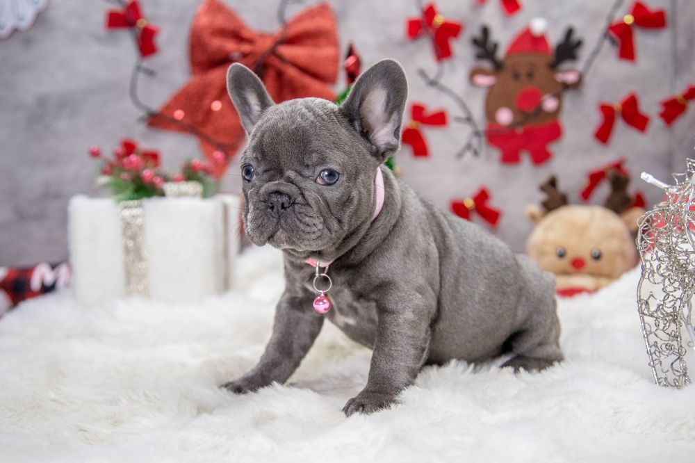 bulldog francez blue fetiță