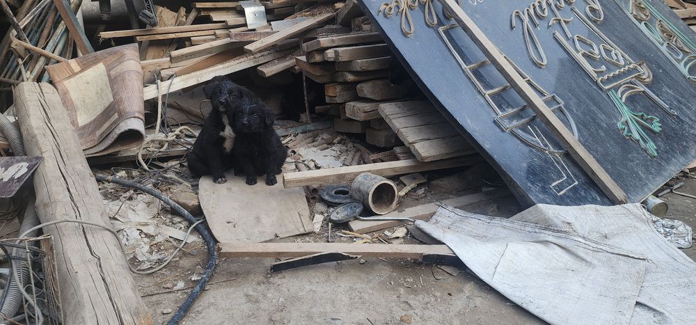 Girji itchalar gurji itchalar