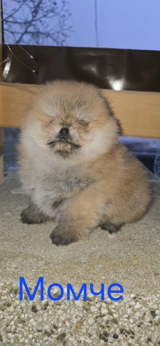 Померанчета на 2 месеца. БЕЗПЛАТНА ДОСТАВК!