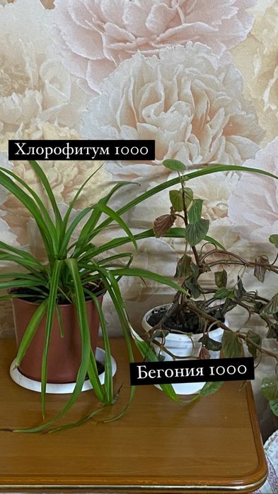 Продам комнатные цветы