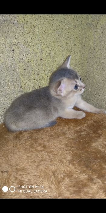 Продаётся котёнок