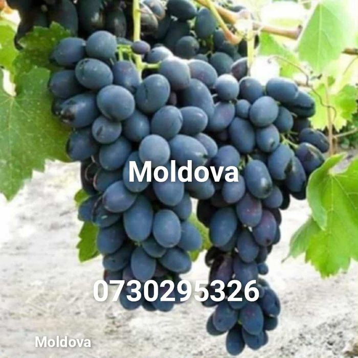 Butași viță de vie Altoita și Hibrida anul 3 de vegetație