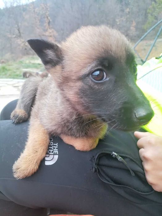 Малки кученца малиноа