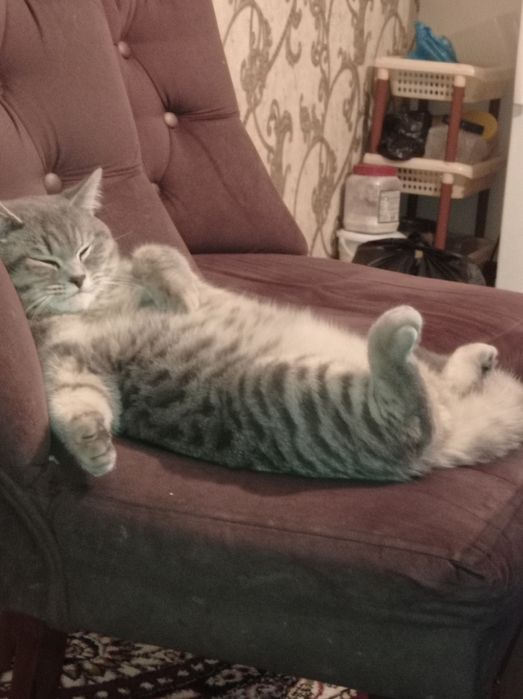 Британские кот мальчик приглашаем на вязку