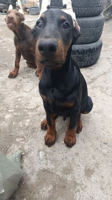 Щенки добермана Шымкент