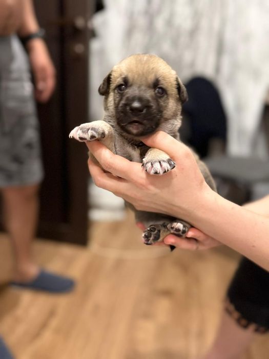 Отдам щенят в хорошие руки