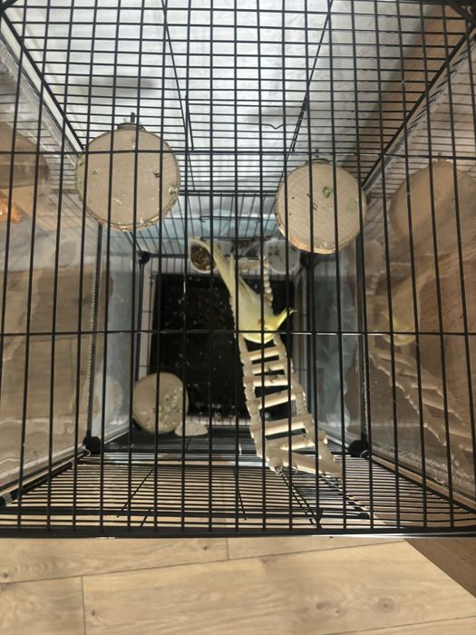 Продам попугай корэла